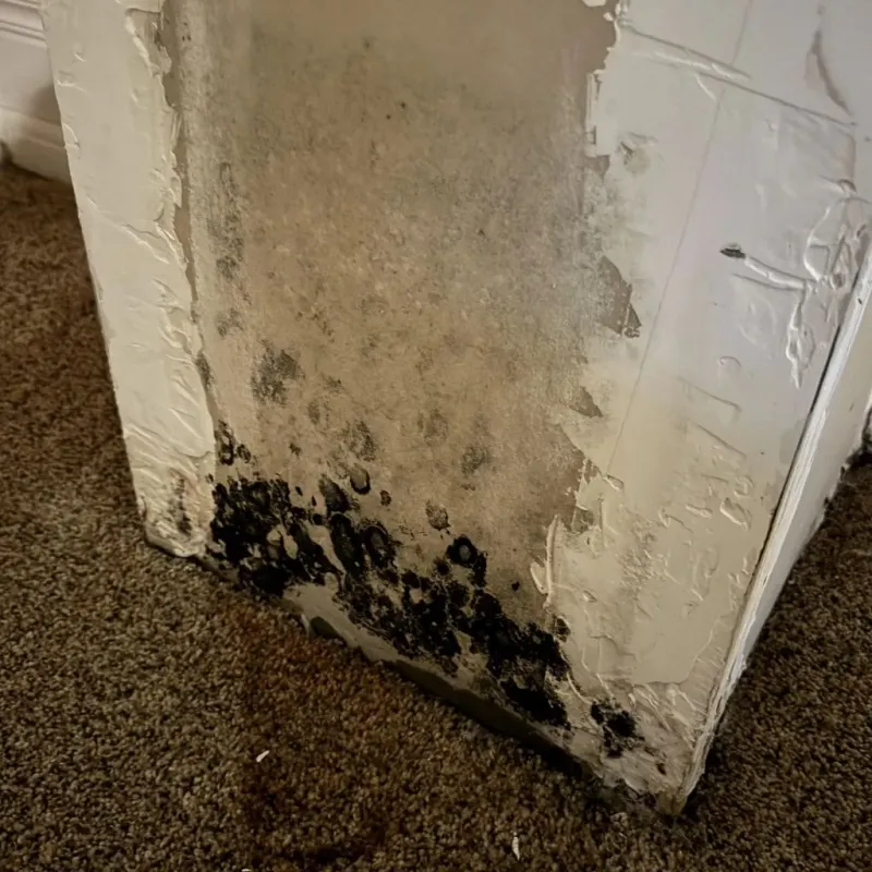 Professional Mold Removal in Thayer County, NE